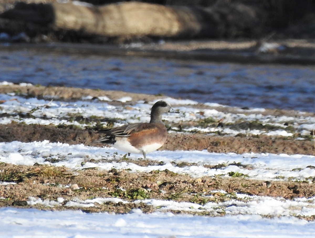 American Wigeon - ML509087681