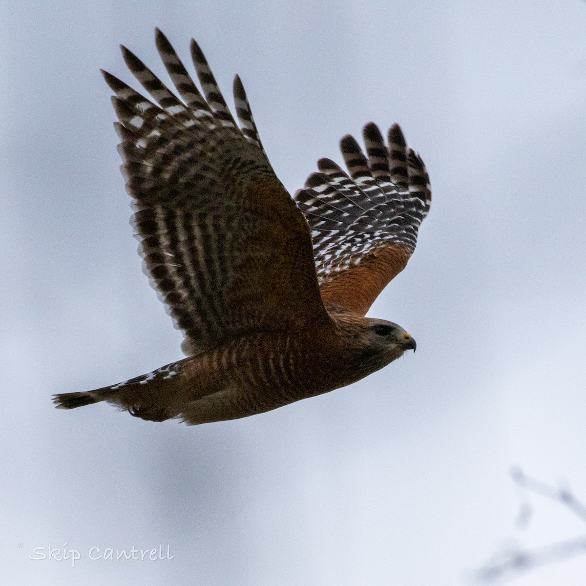 Red-shouldered Hawk - ML509087941