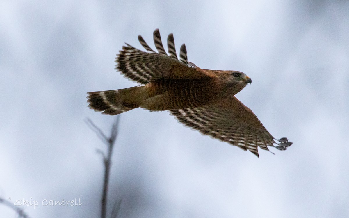 Red-shouldered Hawk - ML509087951