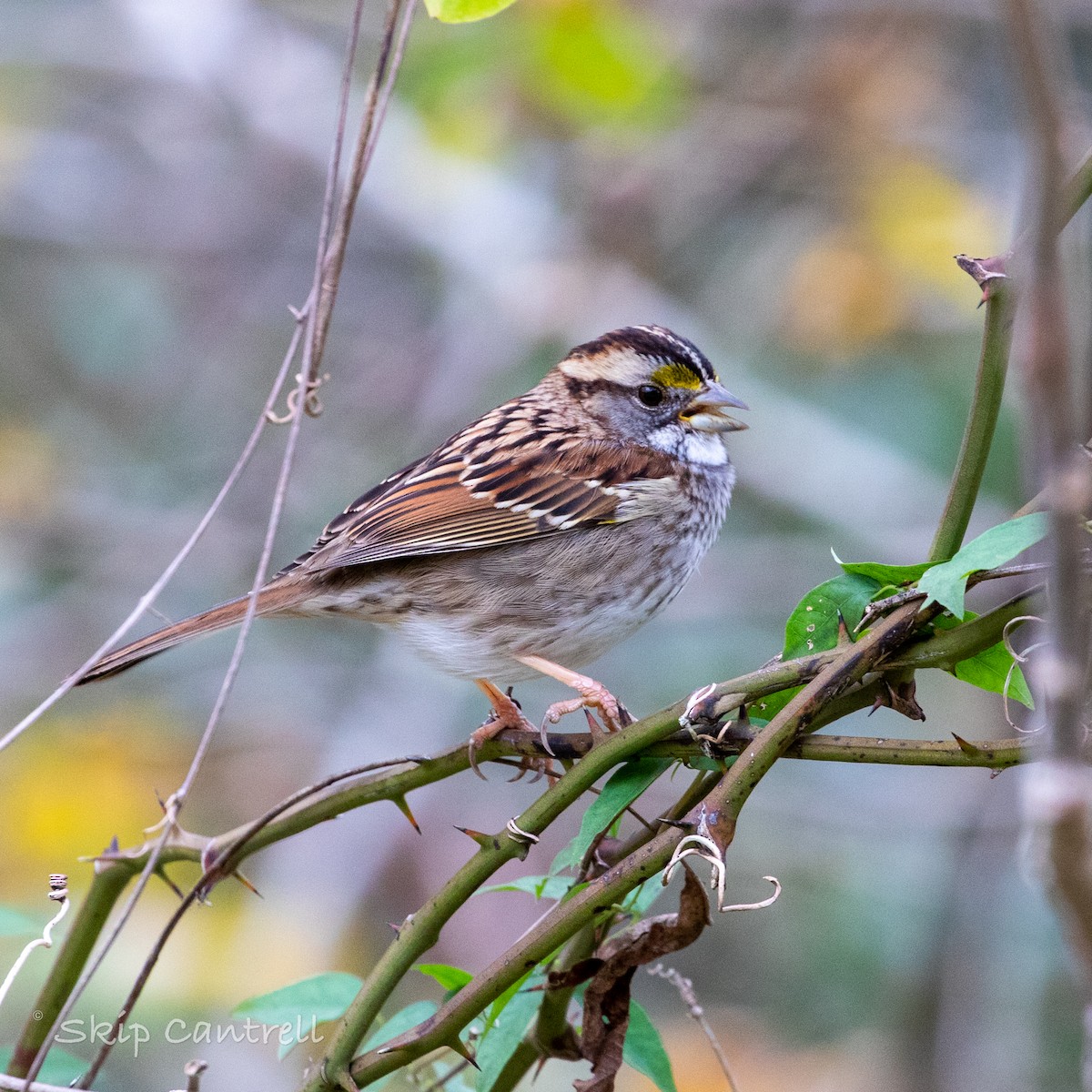 White-throated Sparrow - ML509088081