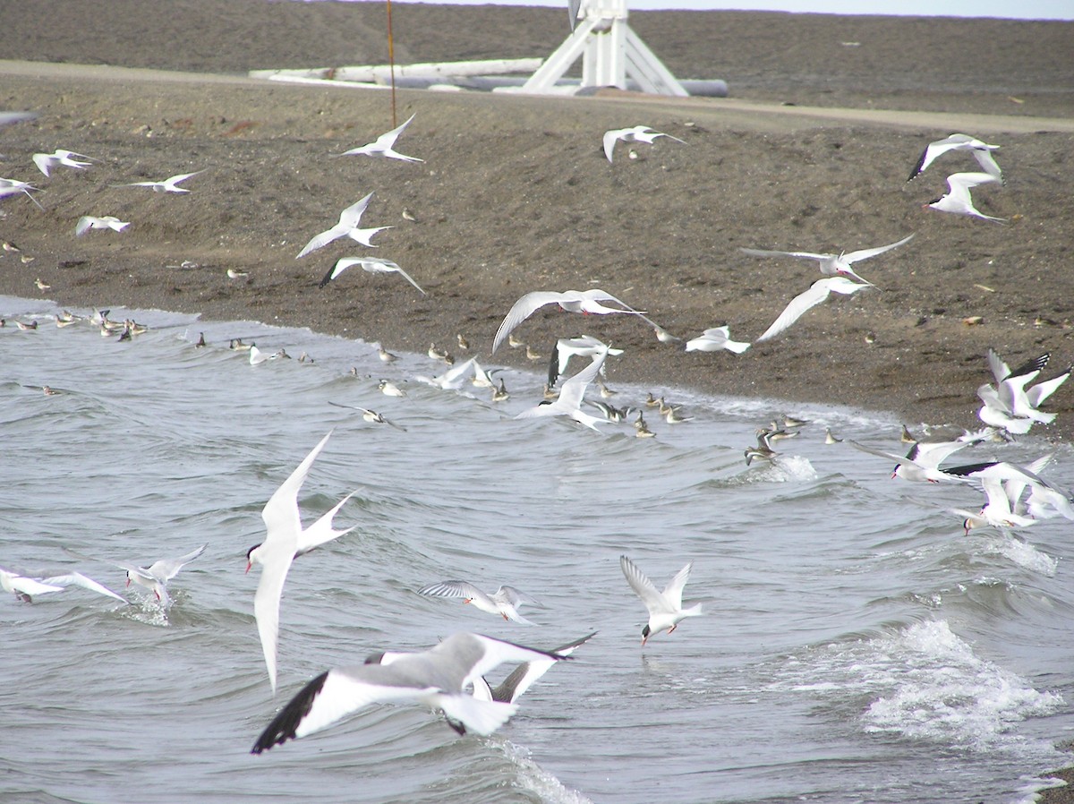 Arctic Tern - ML509088621