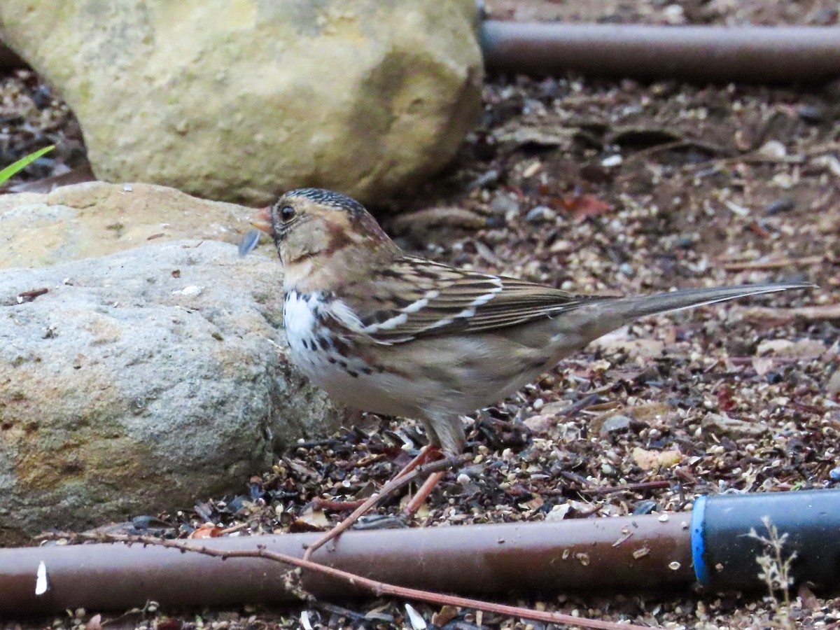 Harris's Sparrow - ML509088981