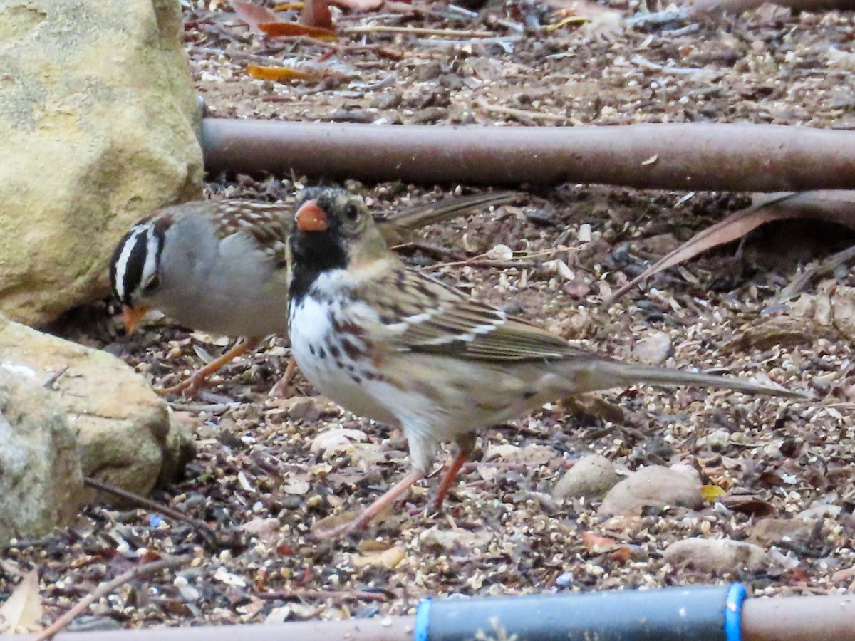 Harris's Sparrow - ML509089051