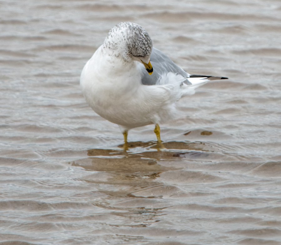 Ring-billed Gull - ML509089261