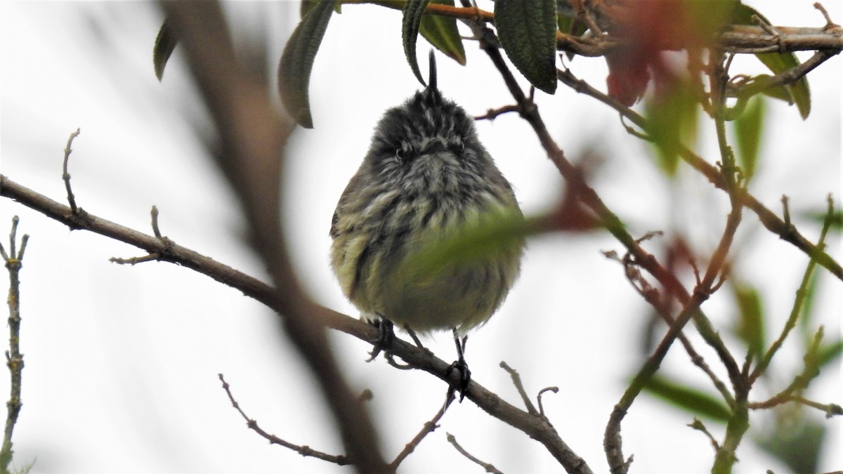 Taurillon mésange - ML50908971