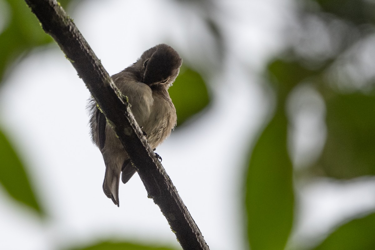 Chapin's Flycatcher - Stephen Davies