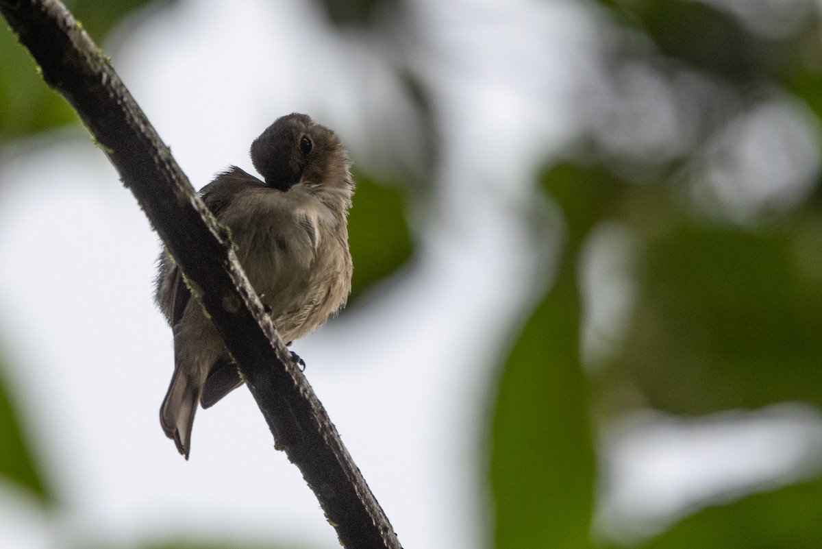 Chapin's Flycatcher - Stephen Davies