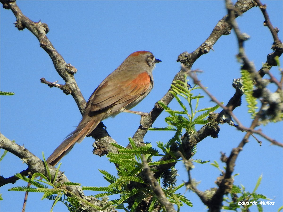 Pale-breasted Spinetail - ML509093251