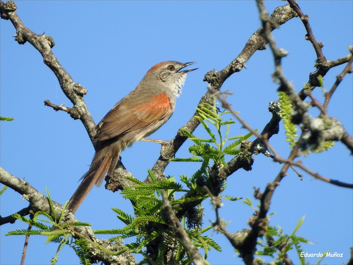 Pale-breasted Spinetail - ML509093261