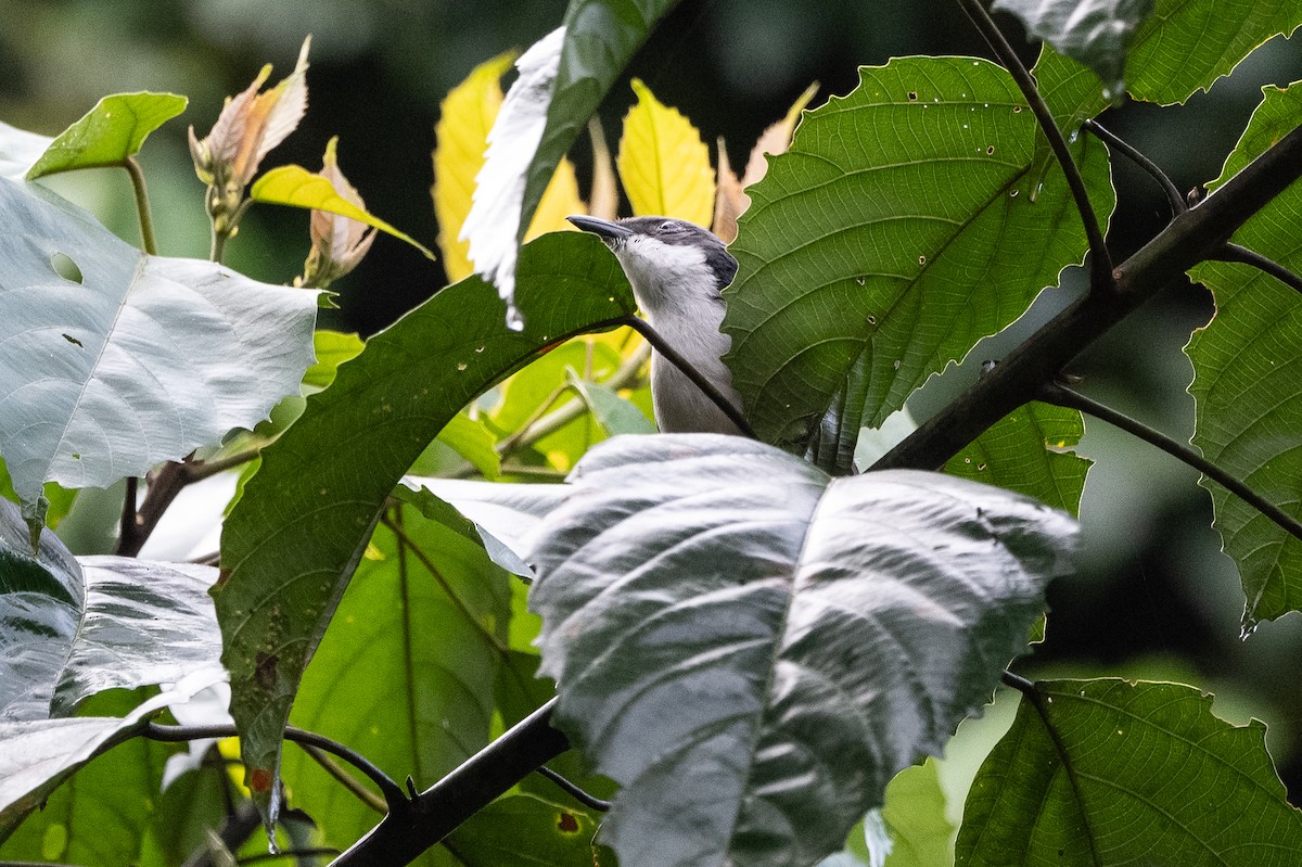 Pink-footed Puffback - Stephen Davies