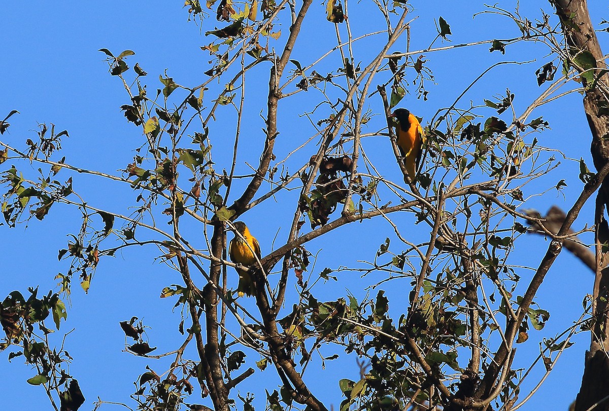 Black-hooded Oriole - David Barton