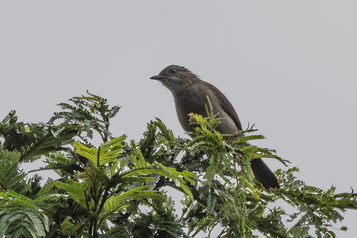 Slender-billed Greenbul - Stephen Davies