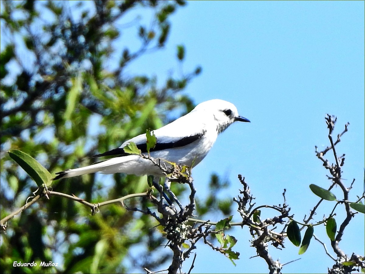 Monjita Blanca - ML509094151