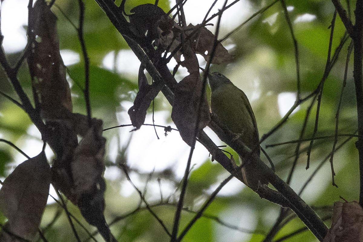 Gray-headed Sunbird - Stephen Davies