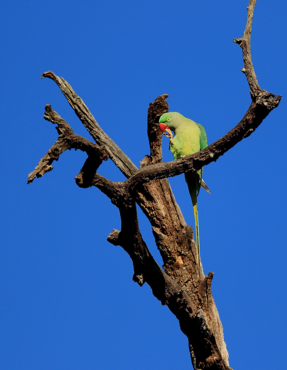 Yeşil Papağan - ML50909471