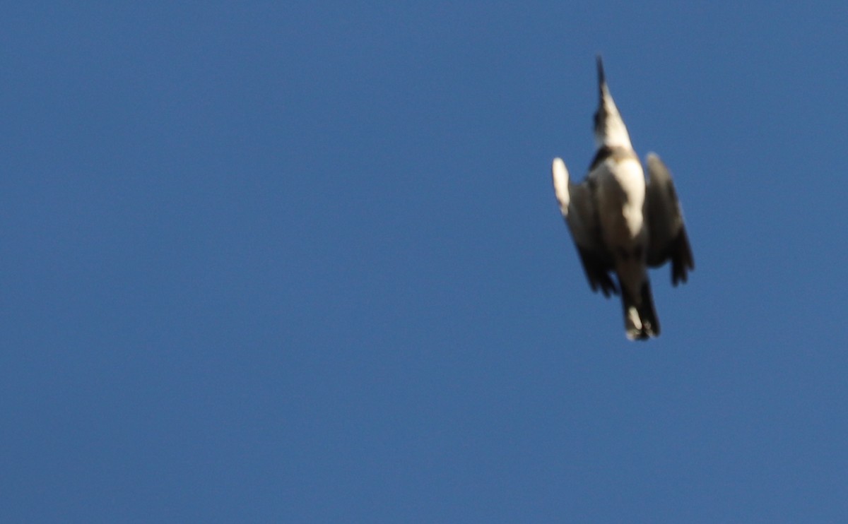 Belted Kingfisher - ML509095221