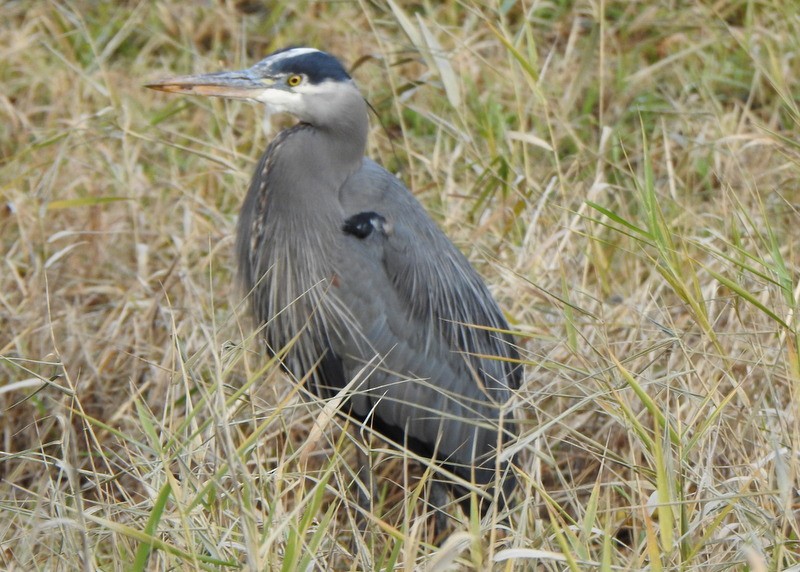 Great Blue Heron (Great Blue) - ML509096071
