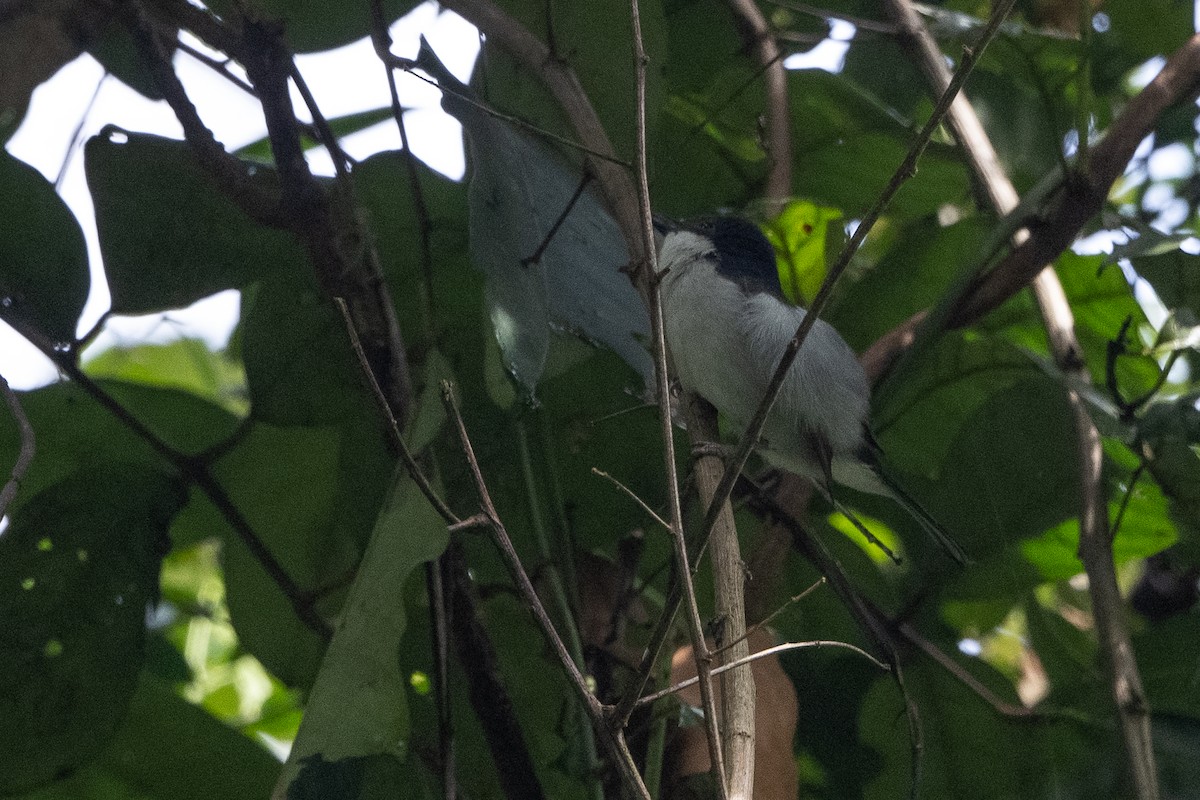 Pink-footed Puffback - ML509096891