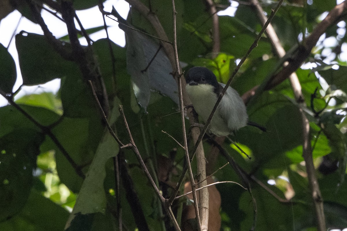 Pink-footed Puffback - Stephen Davies