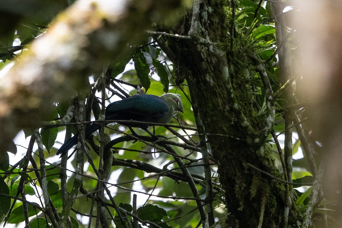 Black-billed Turaco - ML509097341