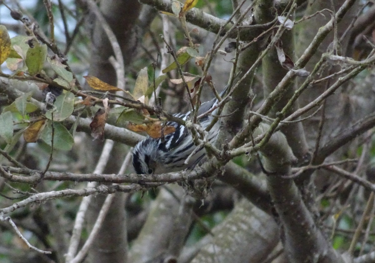 Black-and-white Warbler - ML509097371