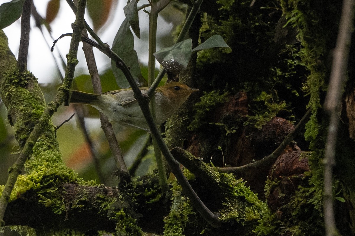 Red-faced Woodland-Warbler - Stephen Davies