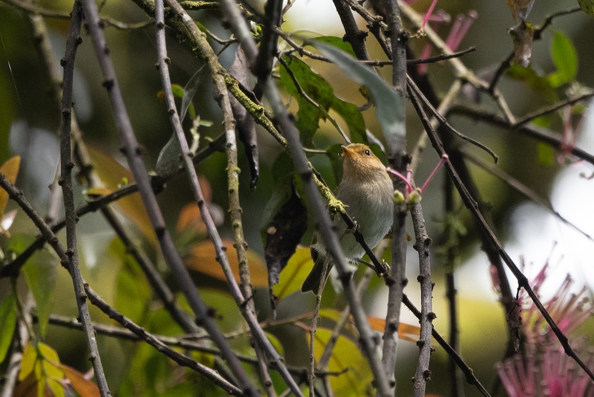 Red-faced Woodland-Warbler - Stephen Davies