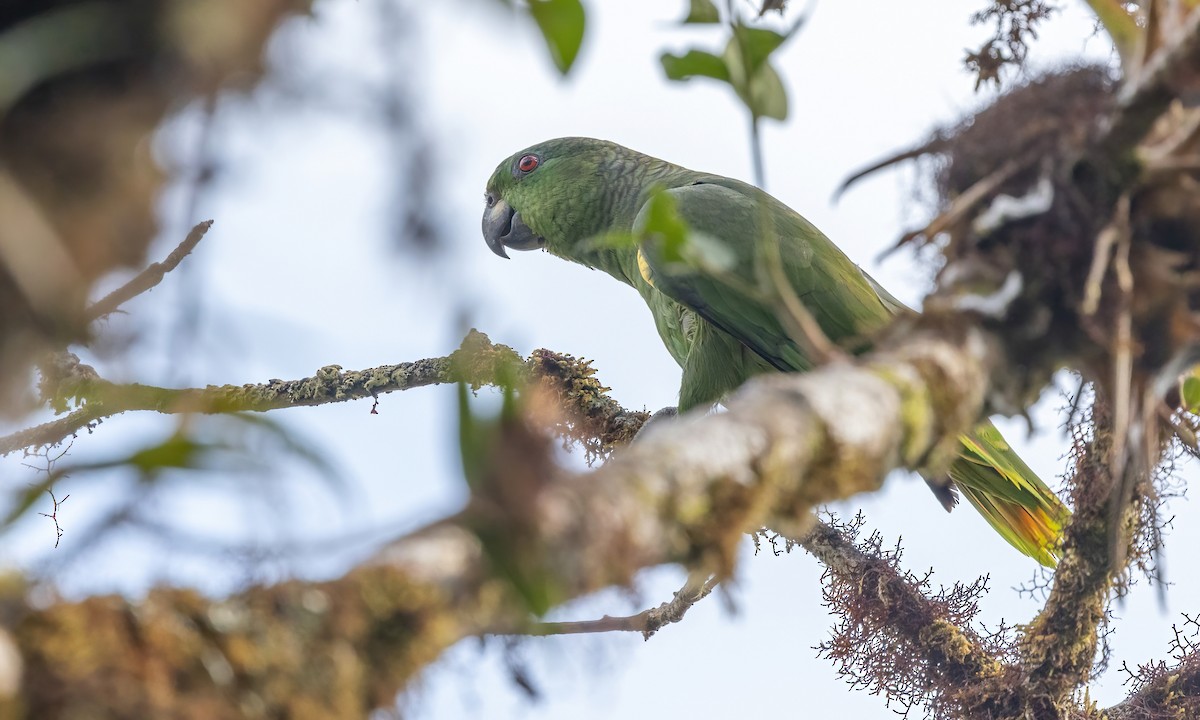 Scaly-naped Parrot - Paul Fenwick