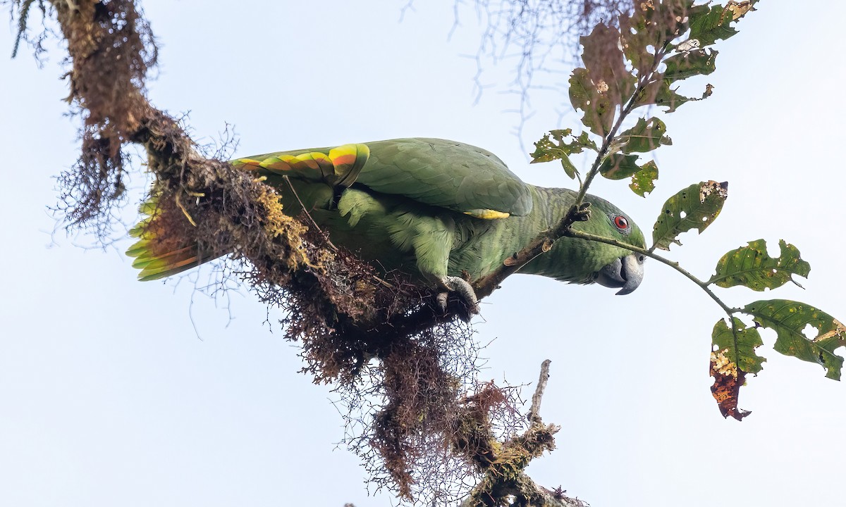 ネズミエリボウシインコ - ML509101231