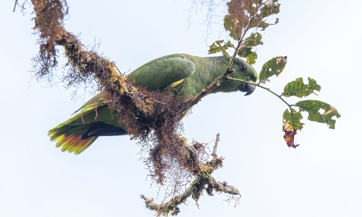 Scaly-naped Parrot - ML509101241