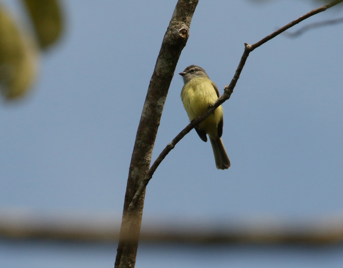 Sooty-headed Tyrannulet - ML509101581