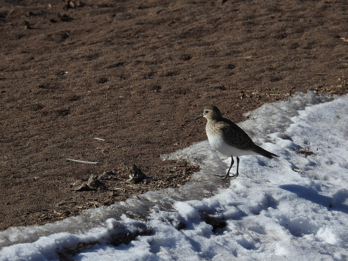 Baird's Sandpiper - ML509101621