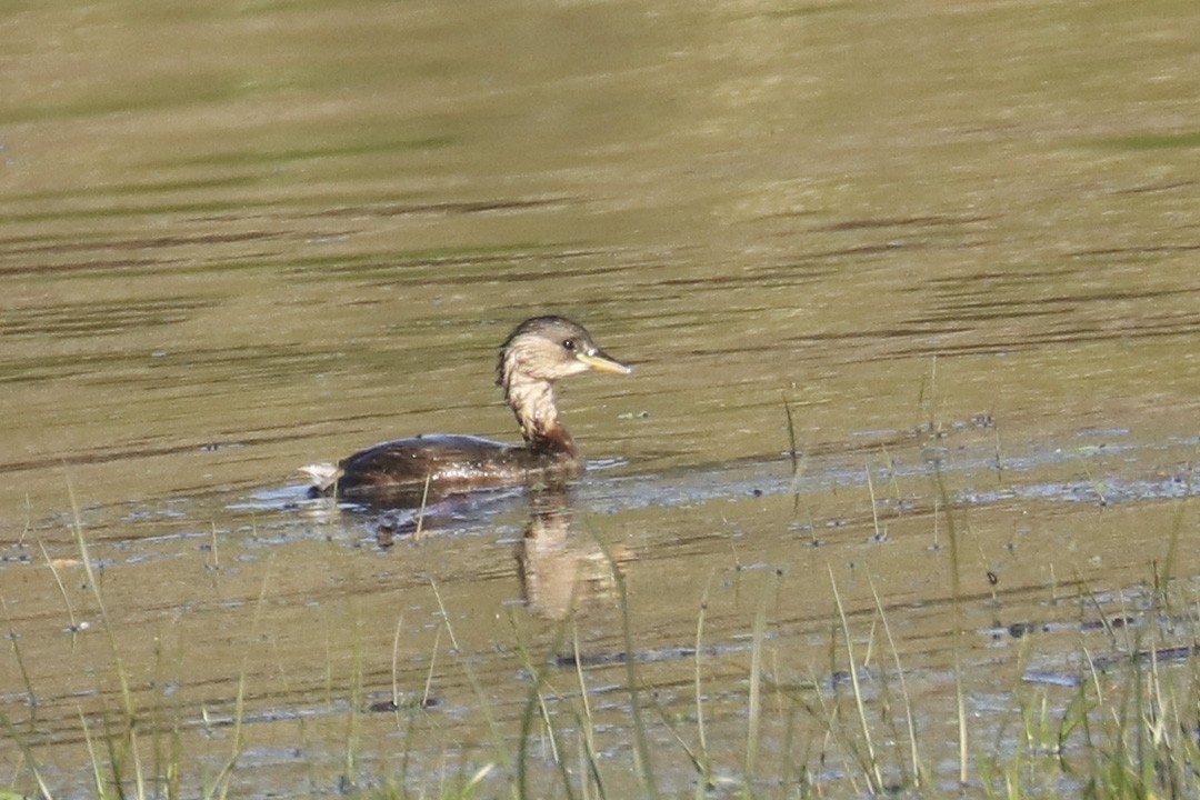 Little Grebe - Francisco Barroqueiro