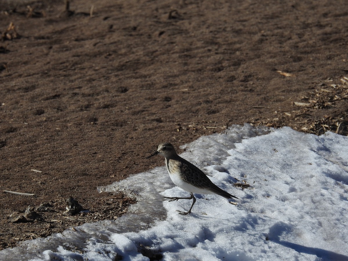 Baird's Sandpiper - ML509101891