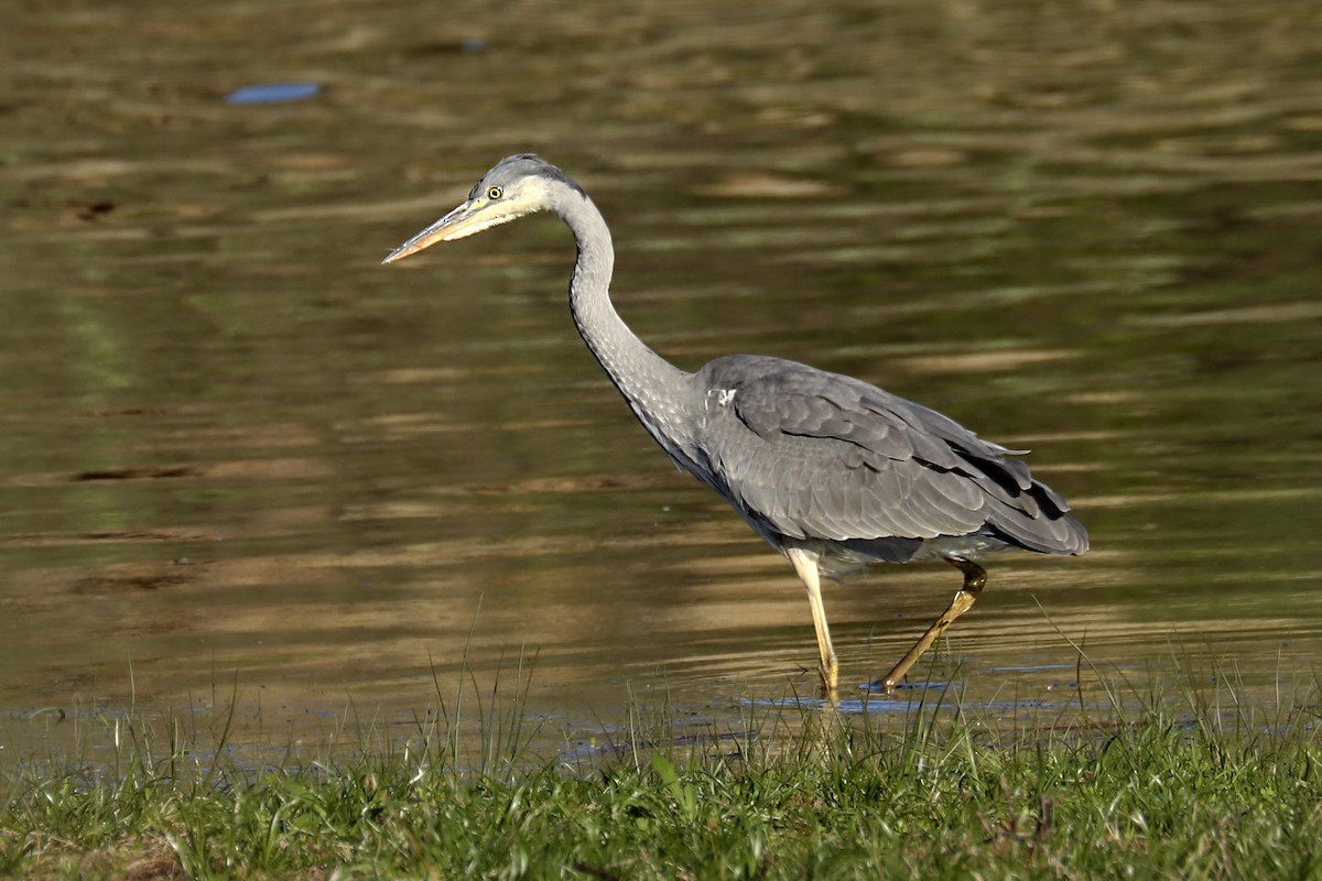 Gray Heron - ML509101991