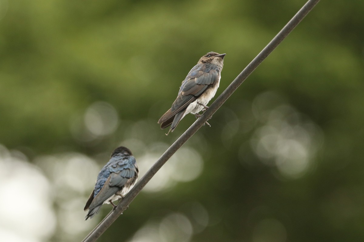 Gray-breasted Martin - ML509103221