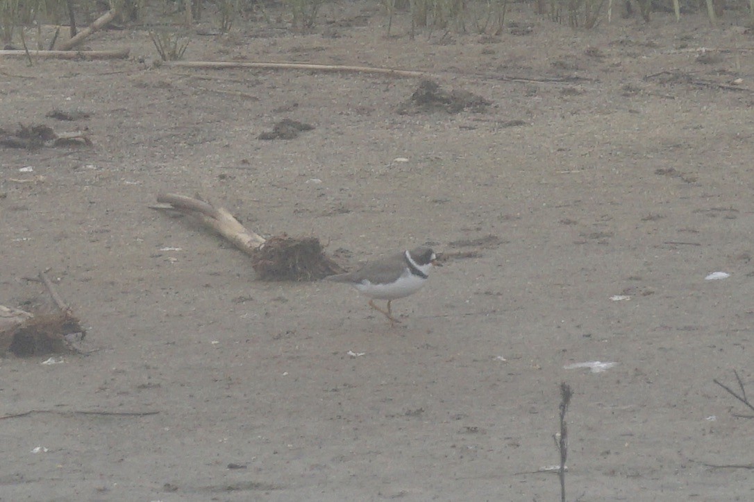 Semipalmated Plover - Ellie Heller