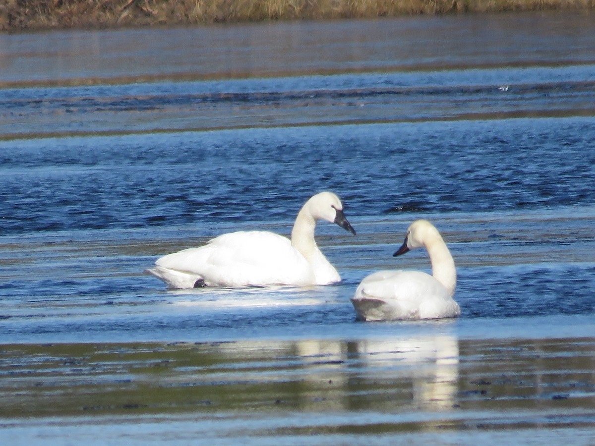 Tundra Swan - ML50910621