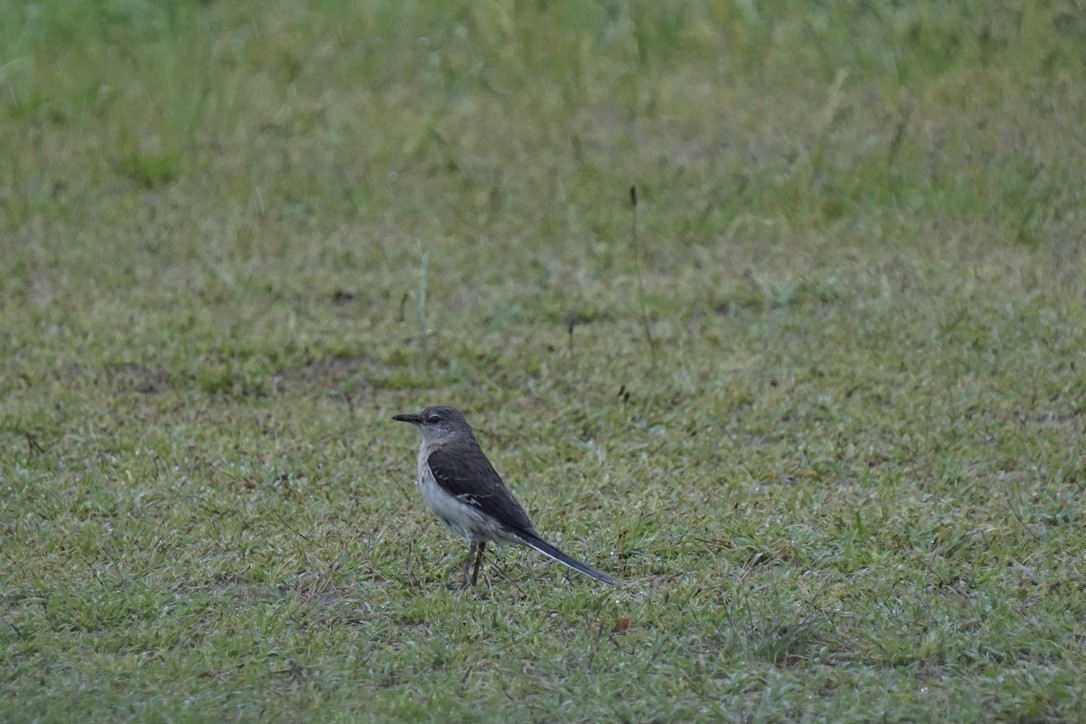 Northern Mockingbird - ML509106351