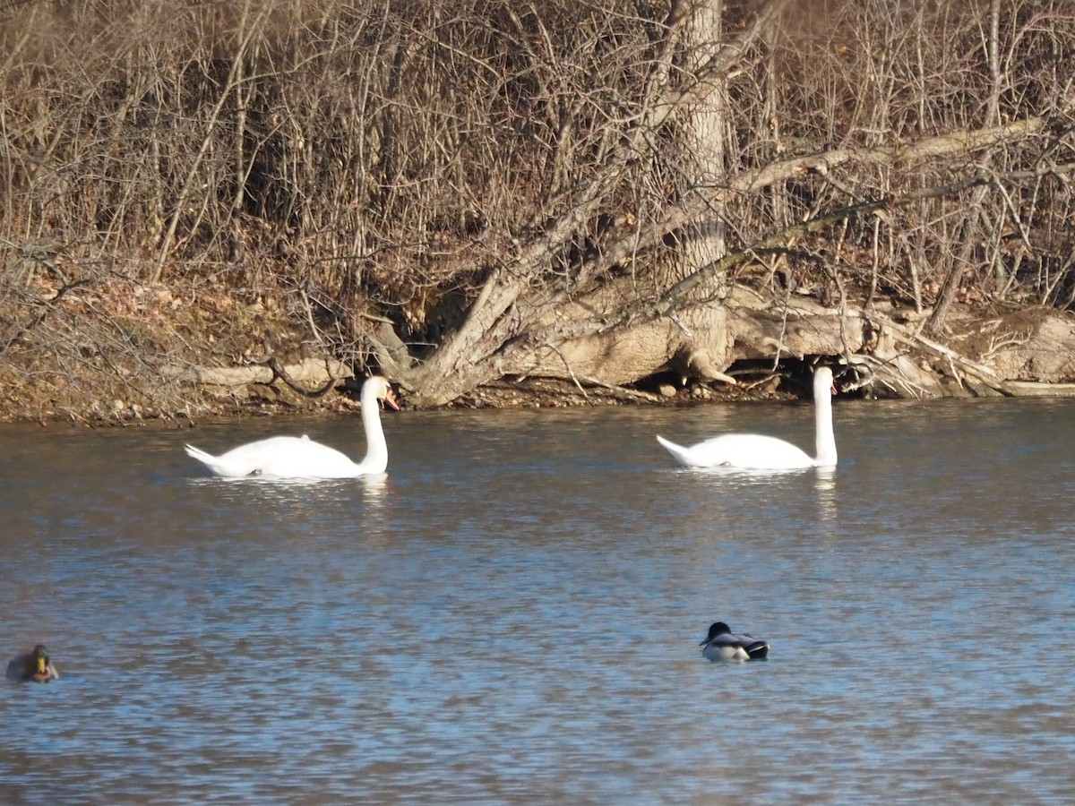 Mute Swan - ML509106481