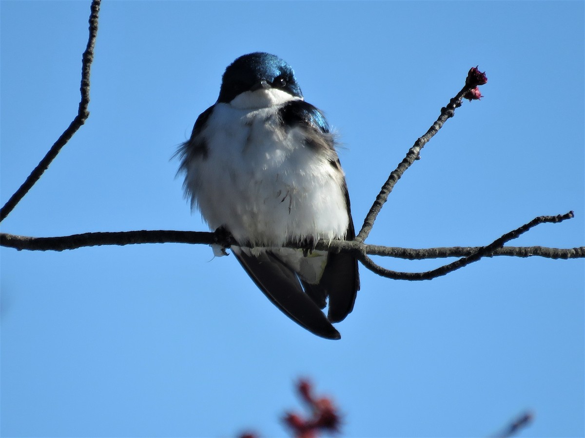 Tree Swallow - ML50910651