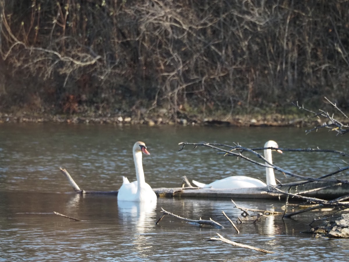 Mute Swan - ML509106521