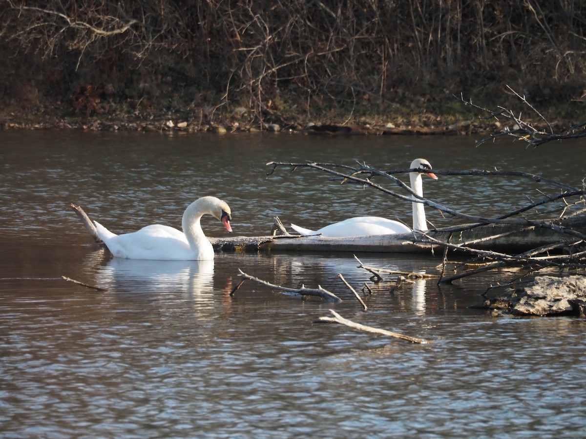 Mute Swan - Bob Maddox