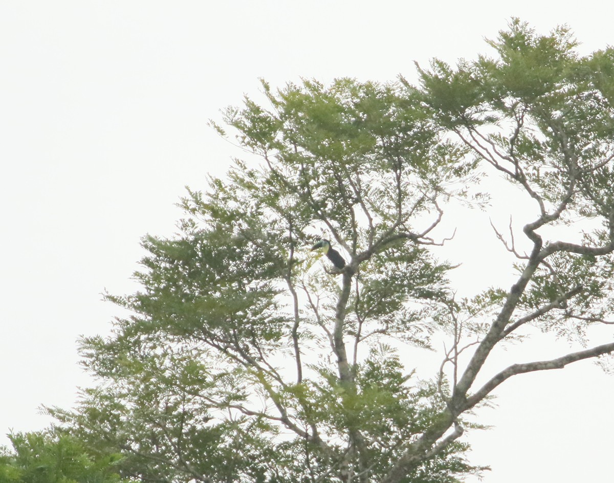 Channel-billed Toucan (Citron-throated) - Matt Hysell