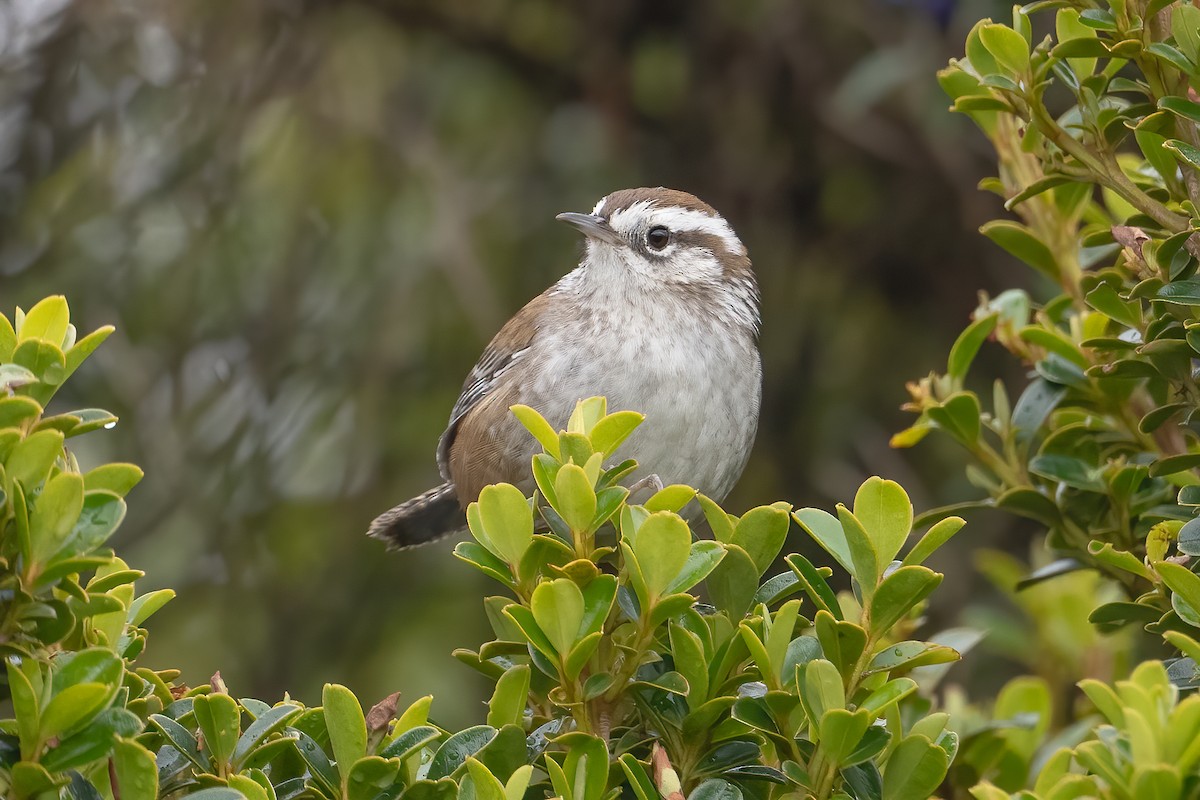 Timberline Wren - Tyler Ficker