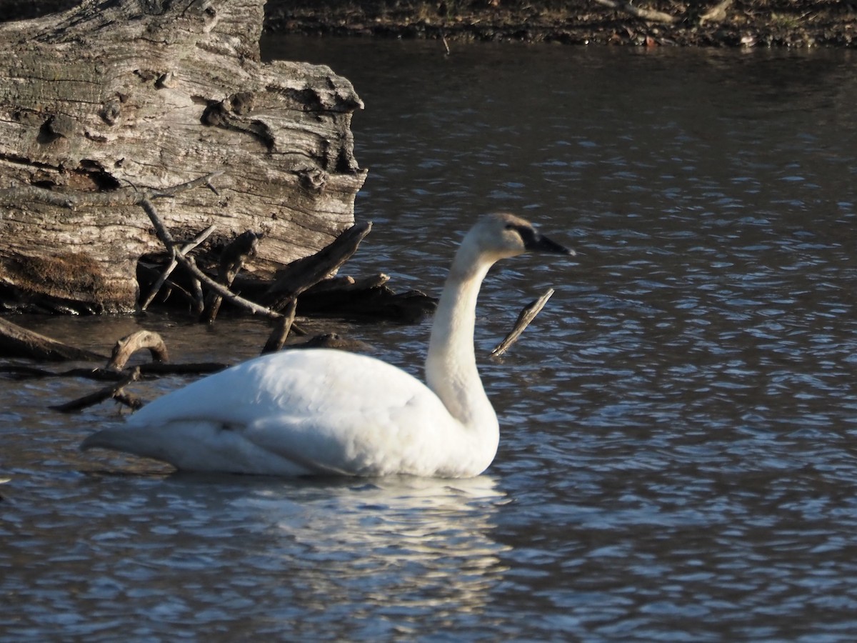 Trumpeter Swan - ML509108531