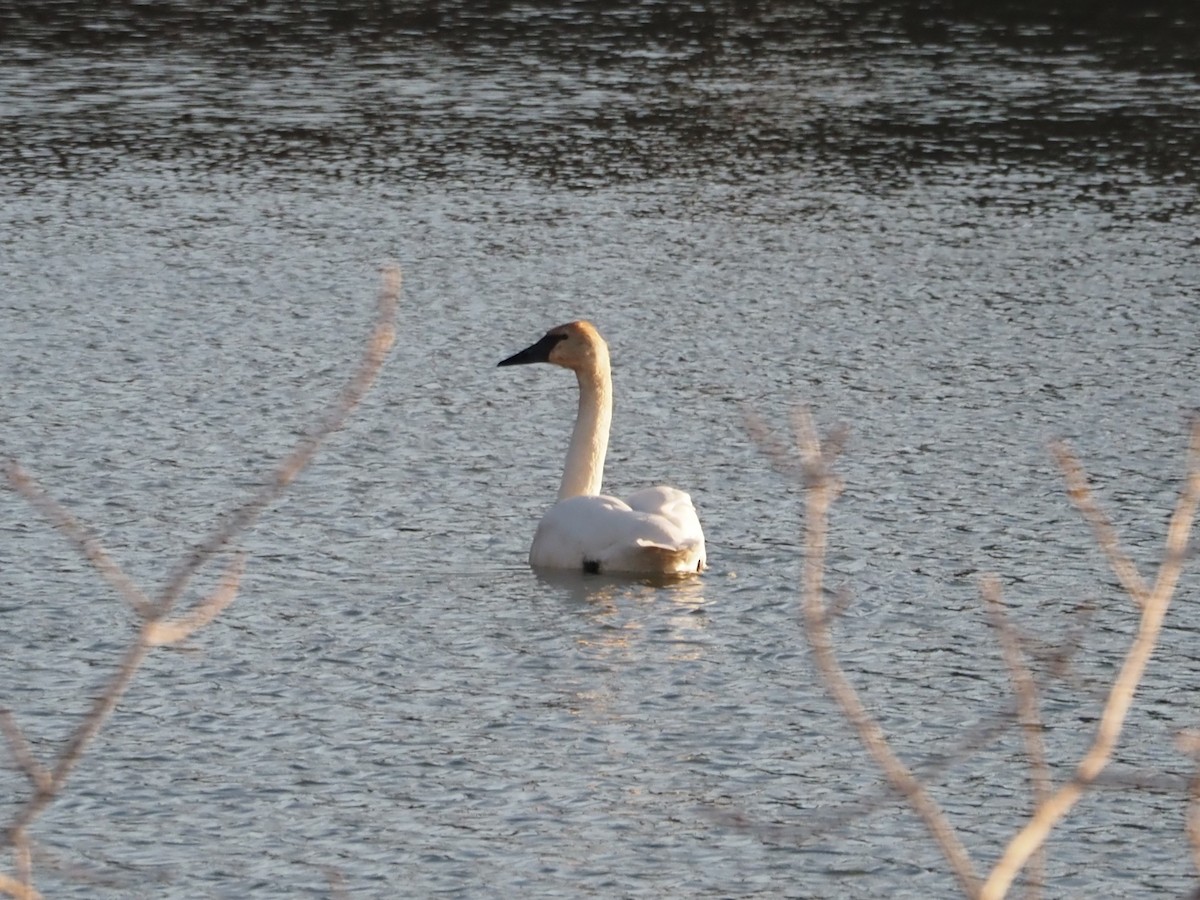 Trumpeter Swan - ML509108541