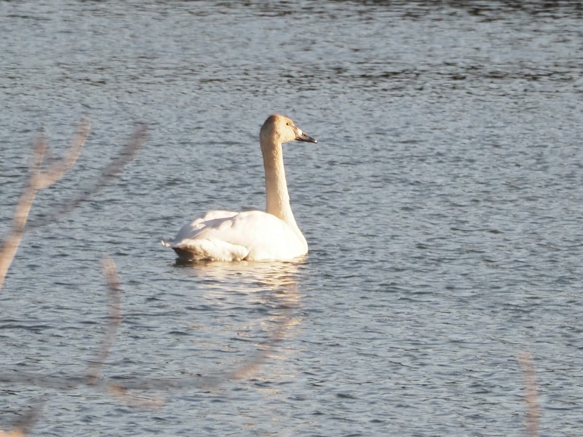 Trumpeter Swan - ML509108551