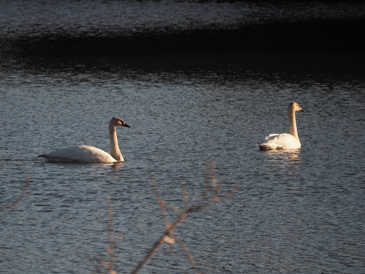 Trumpeter Swan - ML509108561