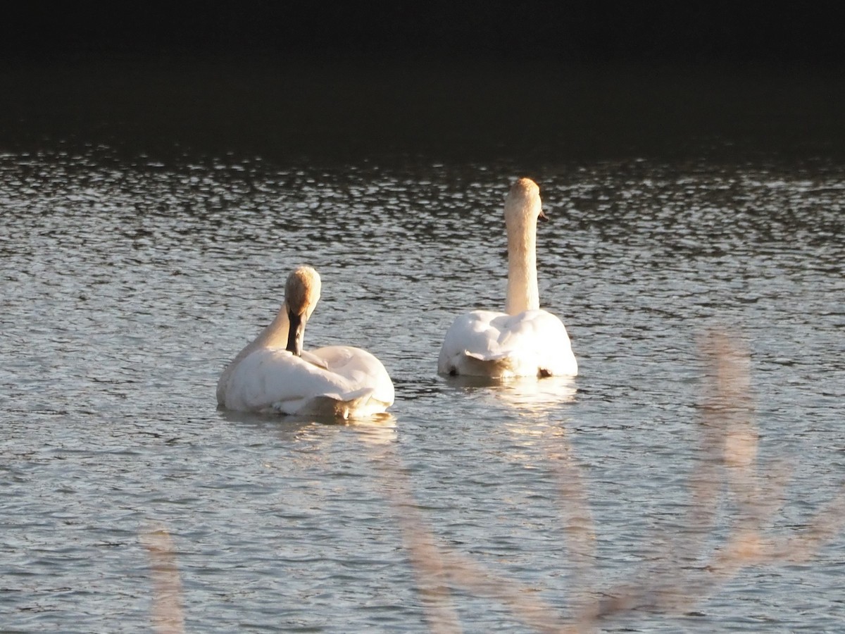Trumpeter Swan - ML509108571